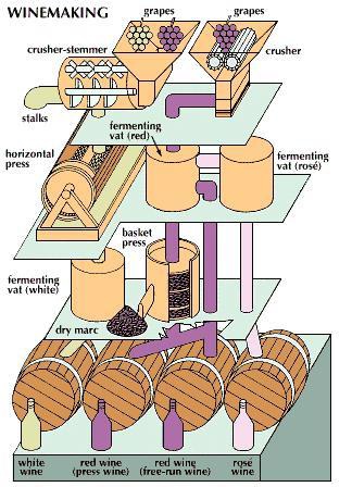 Wine Making Process